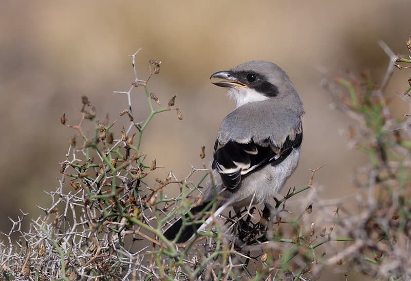 Alcaudón real, Lanius meridionalis, costumbres y biología