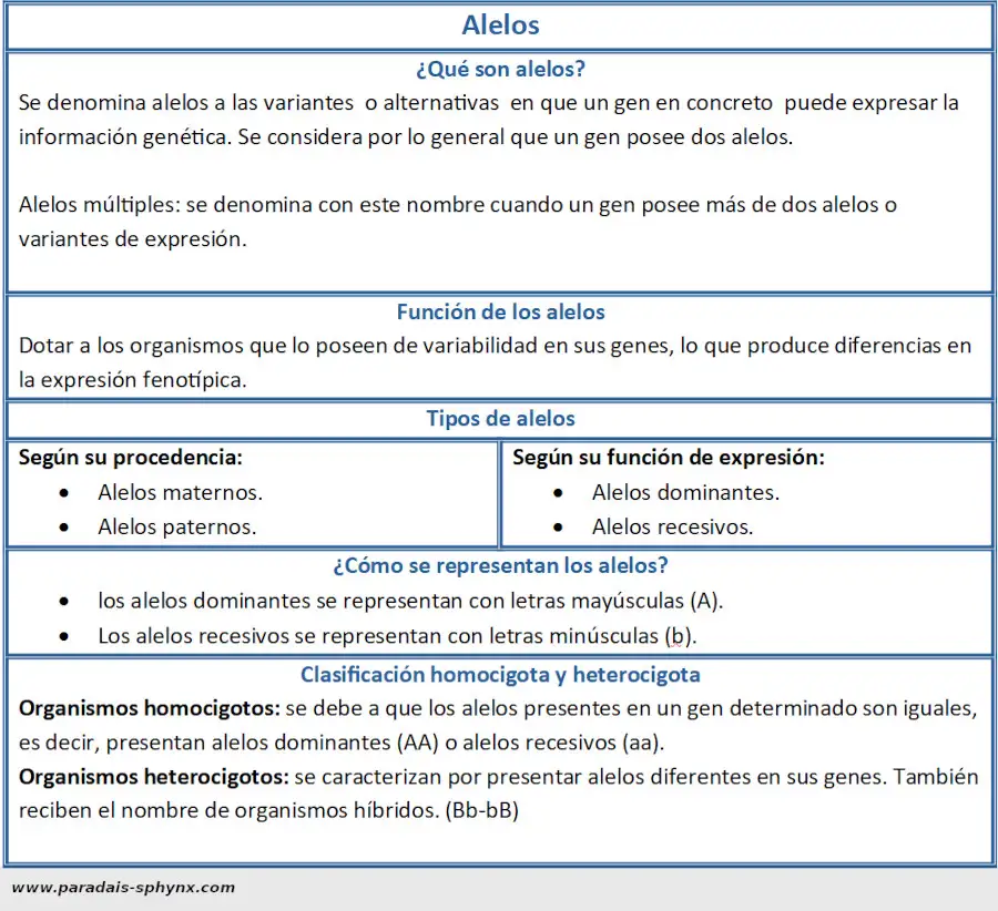 Resumen de los alelos, esquema