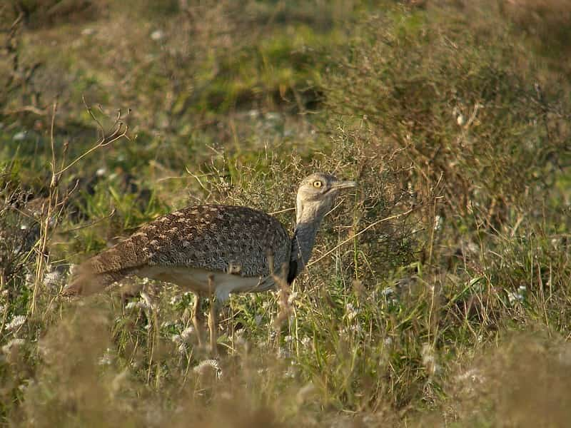 Avutarda hubara, Chlamydotis undulata, un ave muy robusta