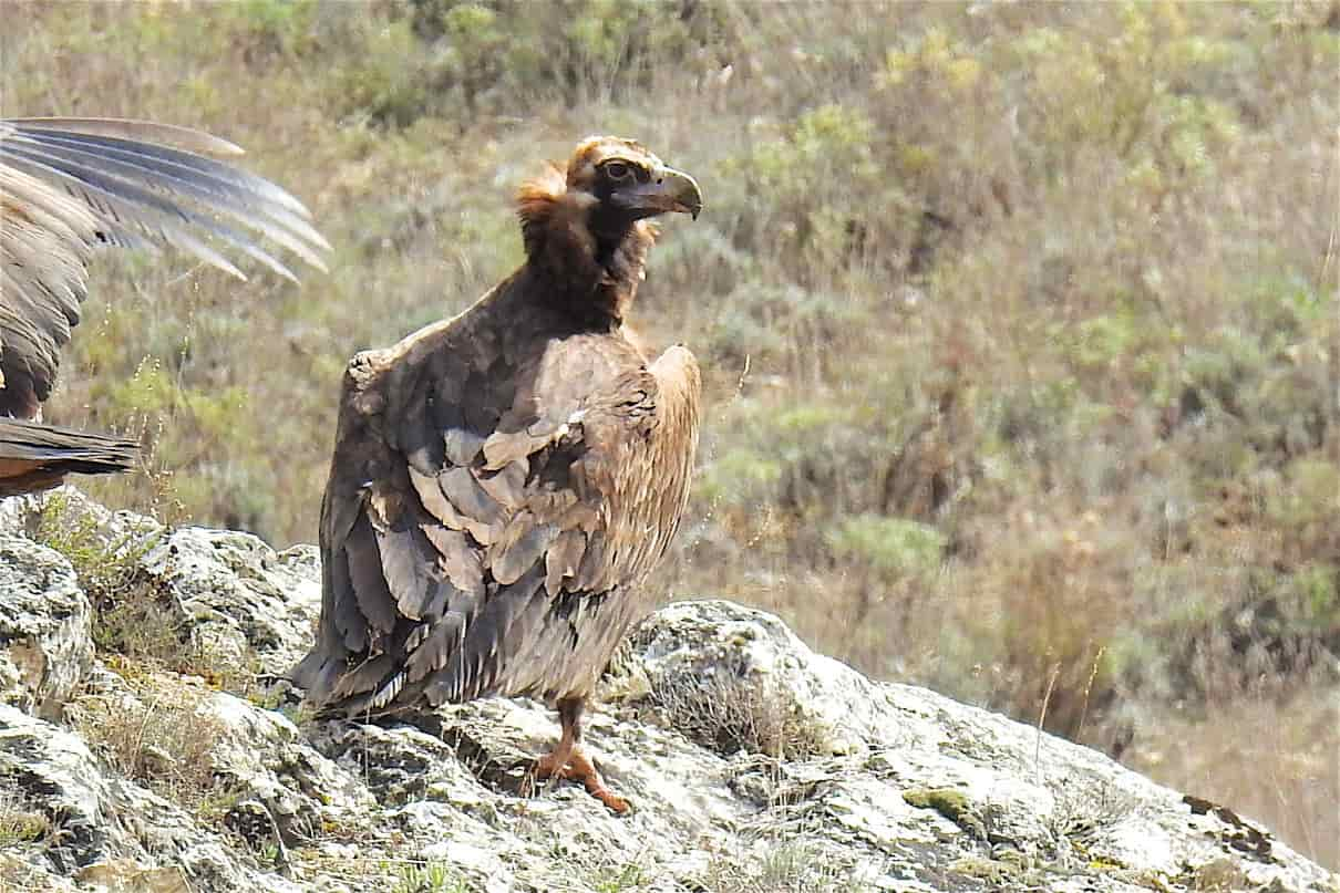 Buitre negro, Aegypius monachus, el rapaz más grande de Europa