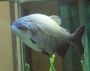 Cachama negra, Colossoma macropomum, un enorme pez sudamericano