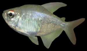Carácido disco, Brachychalcinus orbicularis, un pez tropical