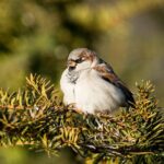 comportamiento-de-los-gorriones