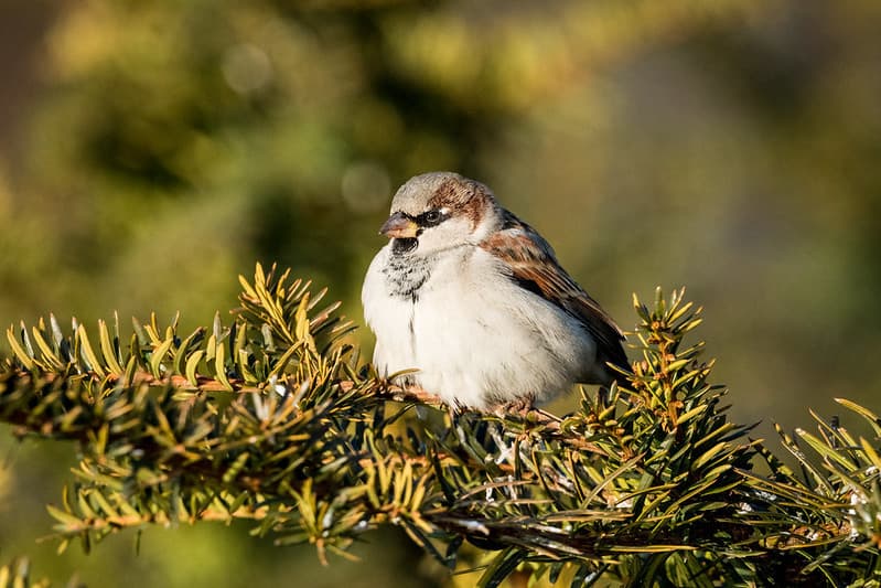 Comportamiento de los gorriones, Passer domesticus