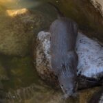 costumbres-de-las-nutrias