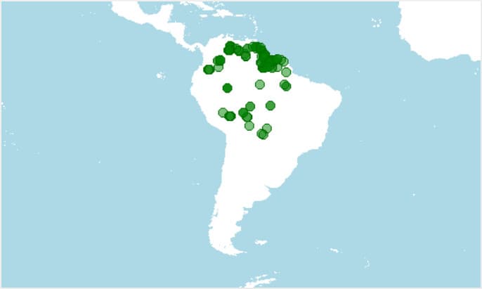 Dónde vive, distribución de carácido disco, Brachychalcinus orbicularis