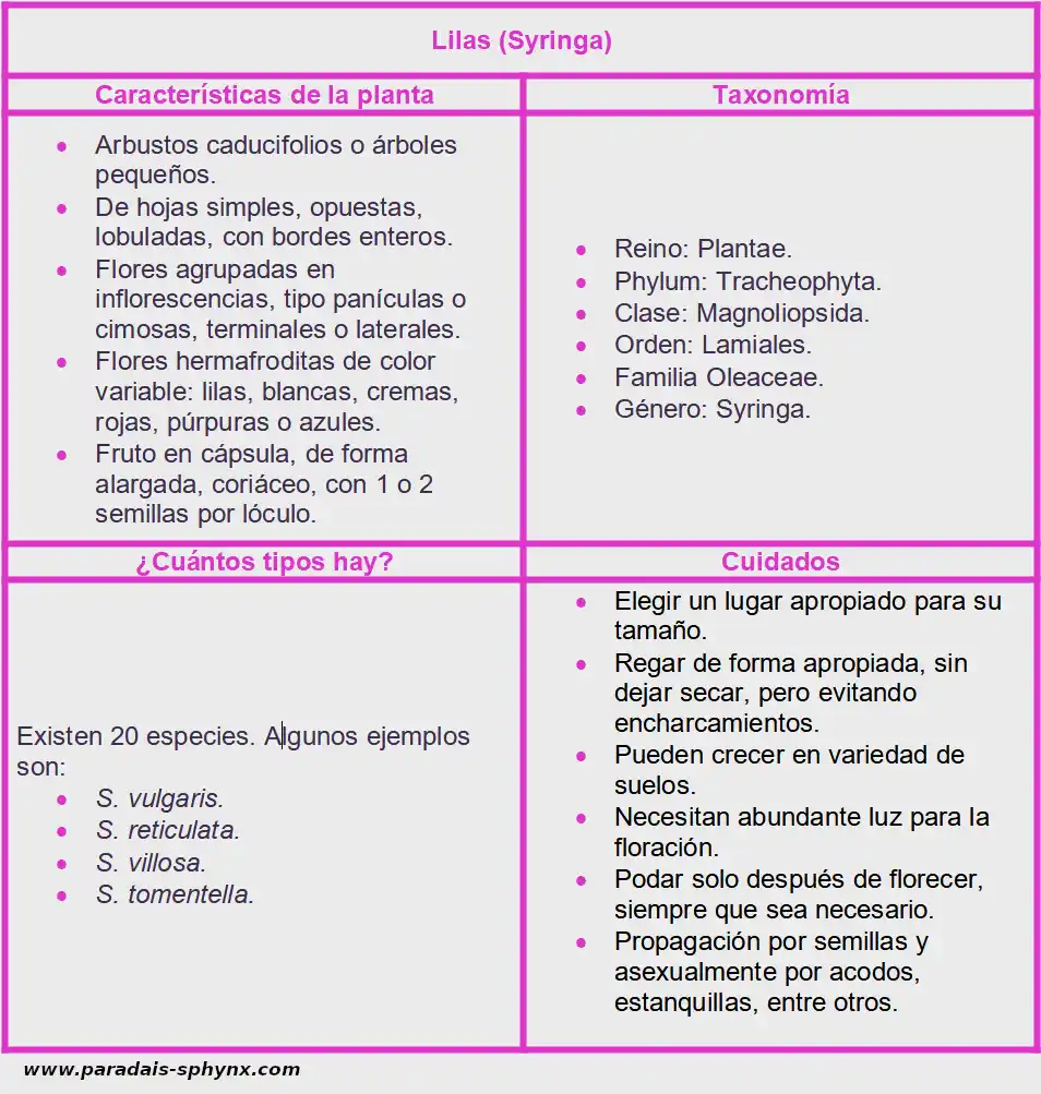 Ficha sobre las lilas (Syringa)