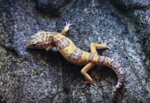 Gecko leopardo, Eublepharis macularius, un reptil amigable y activo