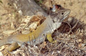 Lagarto bético, Timon nevadensis, un escurridizo reptil ibérico