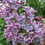 Lilas (Syringa), características, tipos y cuidados, cultivo lilas-genero-syringa