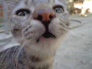 Mi gato estornuda ¿qué puedo hacer?