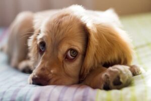 Mi perro no quiere comer, principales razones sobre la falta de apetito