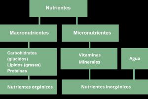 Nutrientes: ¿Qué son? Clasificación o tipos y funciones en el organismo