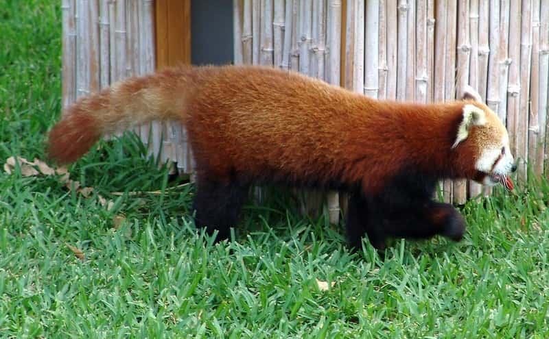 Panda rojo, Ailurus fulgens