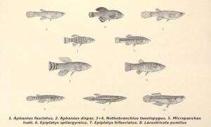 Peces Killis, cómo son, ejemplos, mantenimiento en acuarios