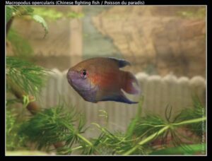 Pez paraíso, Macropodus opercularis, una colorida especie asiática