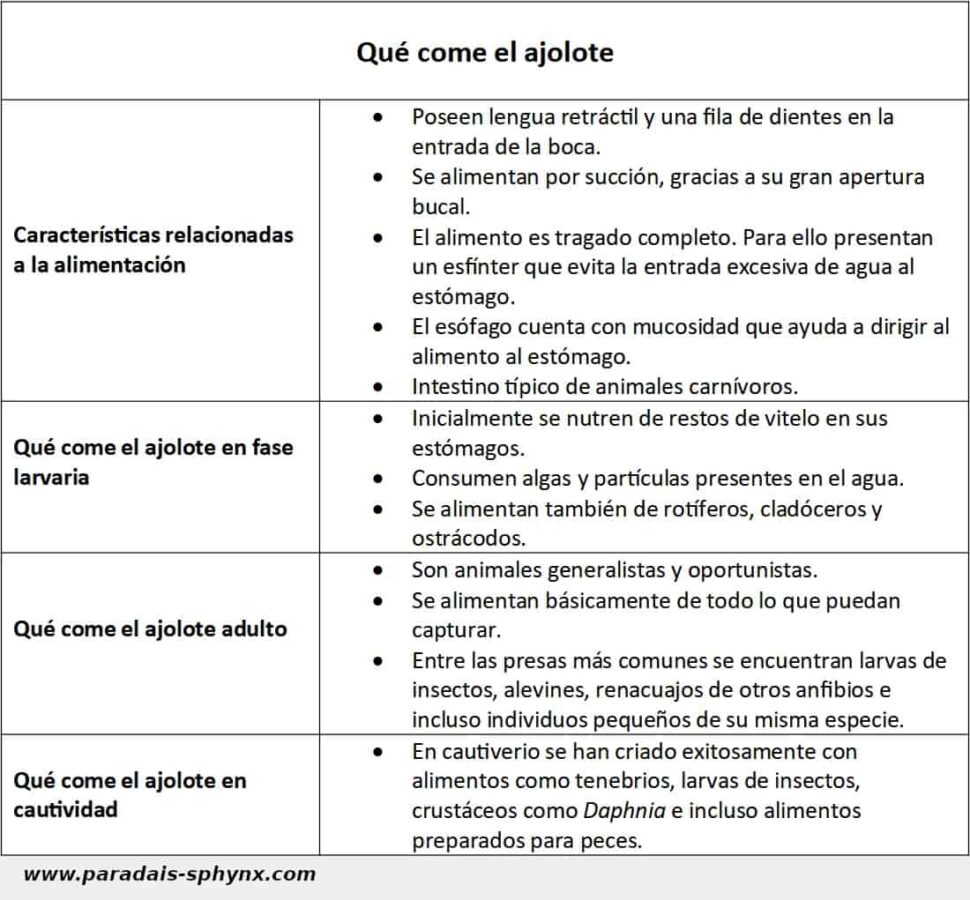 Ficha con la alimentación del ajolote