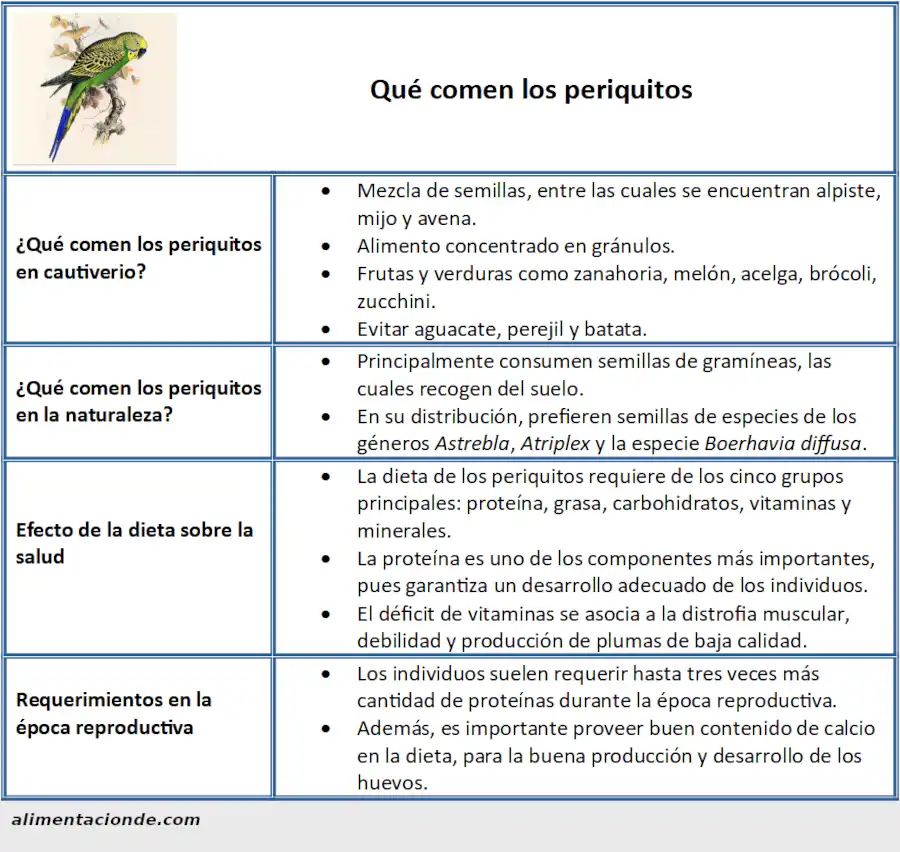 ¿Qué comen los periquitos? Domésticos y salvajes