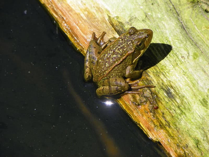 Rana de patas rojas californiana, Rana draytonii 