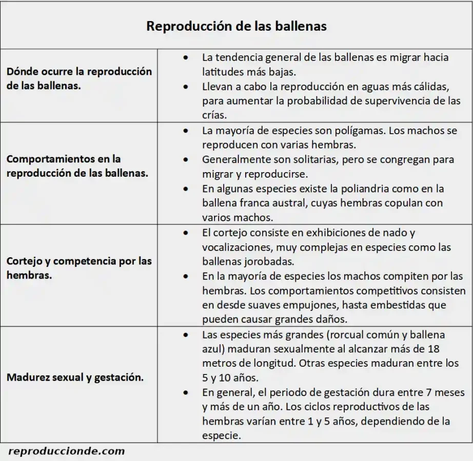 Resumen, esquema sobre la reproducción de las ballenas.