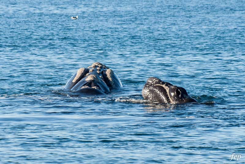 Reproducción de las ballenas, cómo nacen, gestación y parto
