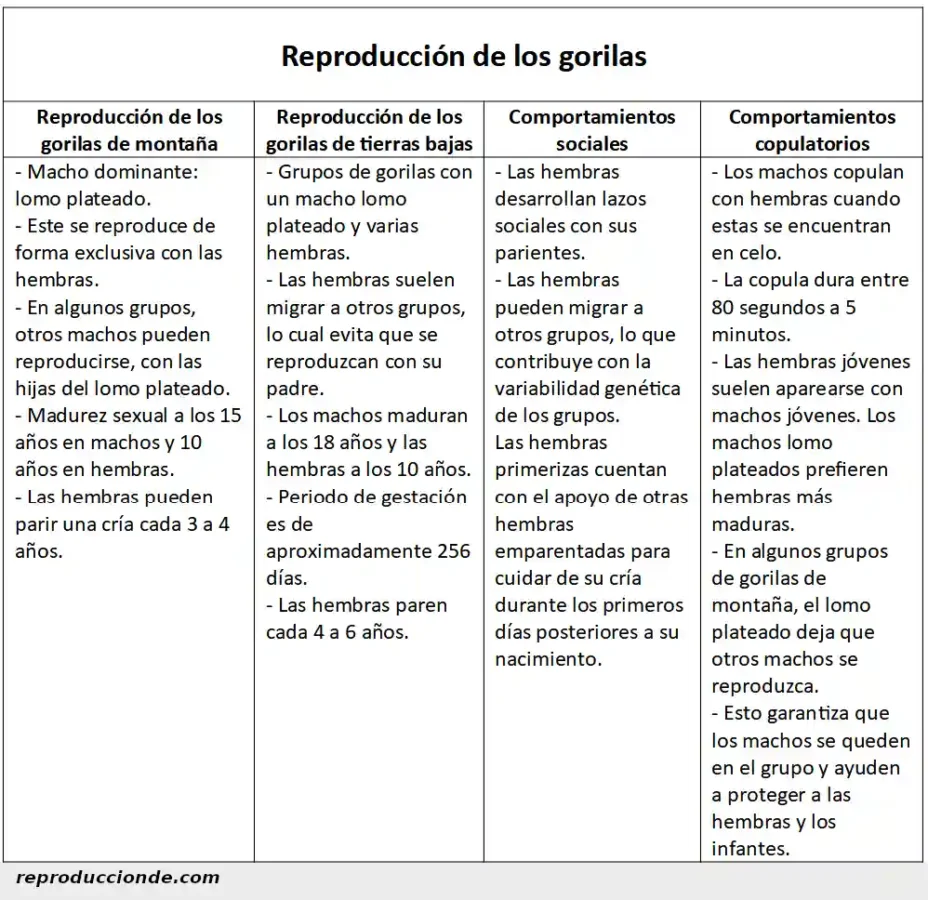 Ficha sobre la reproducción de los gorilas