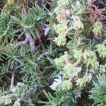 romero-salvia-rosmarinus