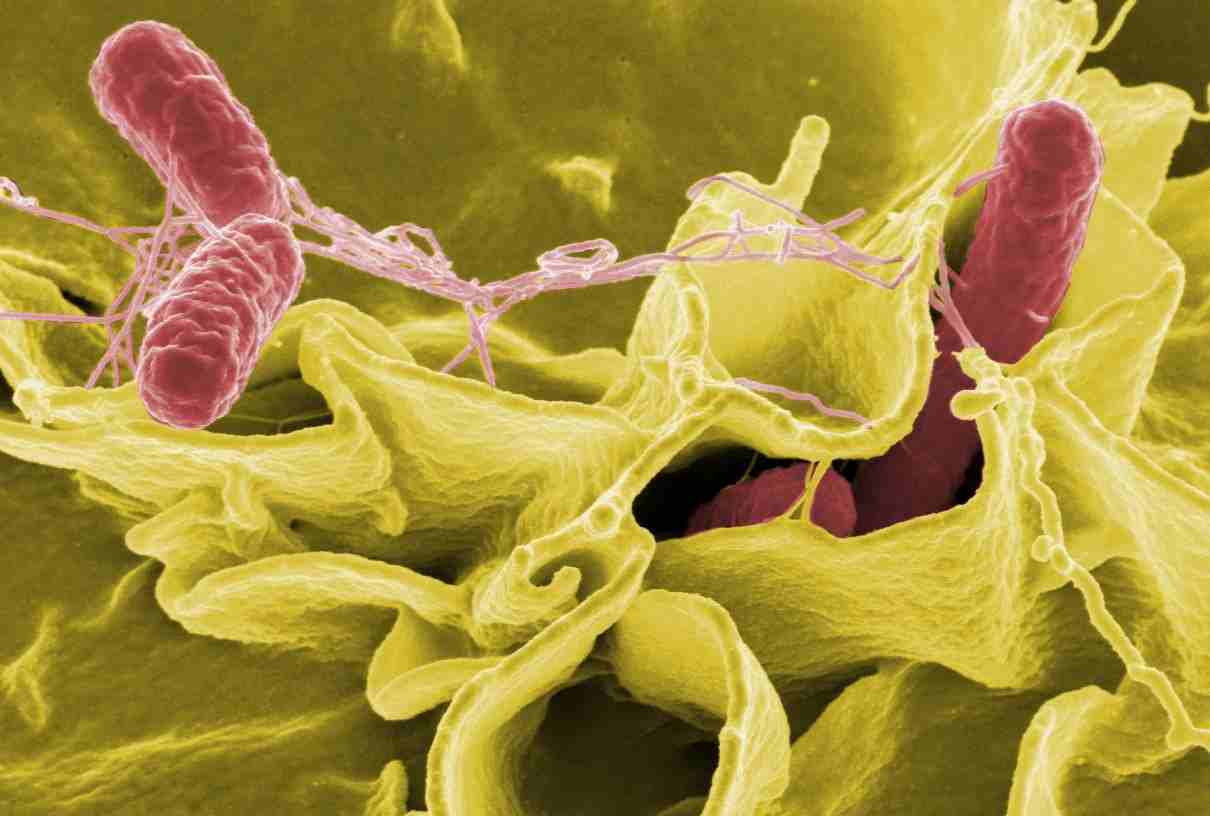 Salmonelosis (Salmonella), cómo se provoca y medios de transmisión