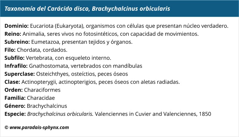 Taxonomía del carácido disco, Brachychalcinus orbicularis