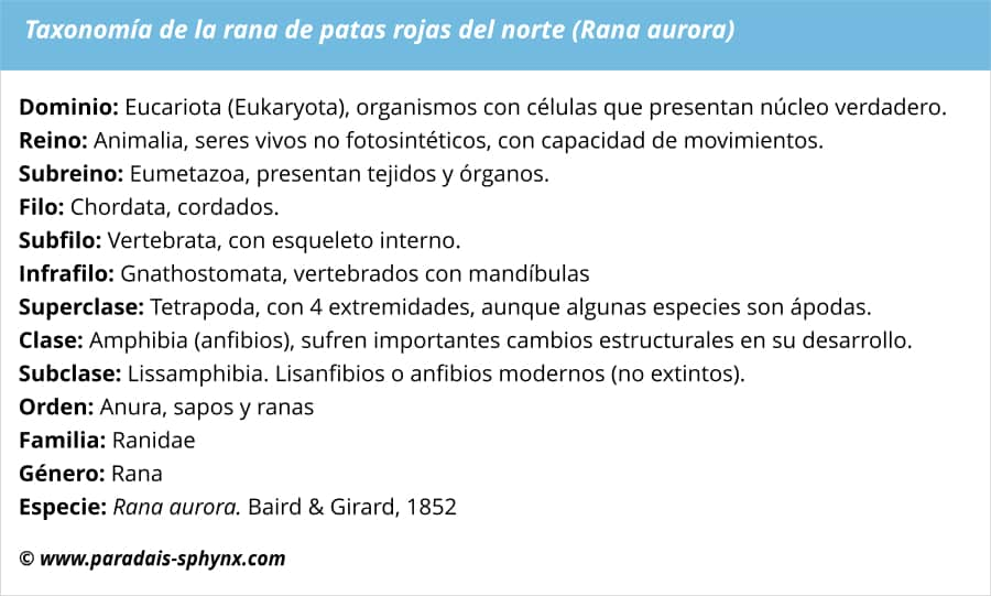 taxonomía de la rana de patas rojas del norte (Rana aurora)