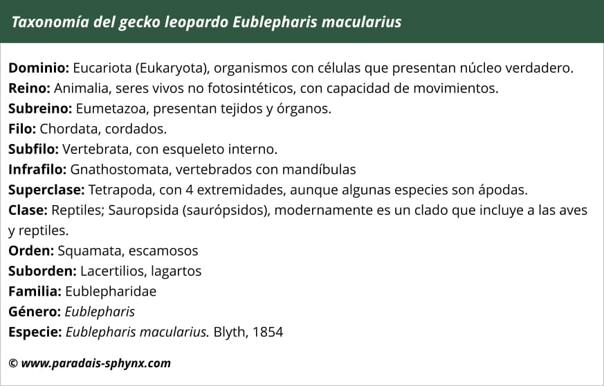 Taxonomía del gecko leopardo, Eublepharis macularius