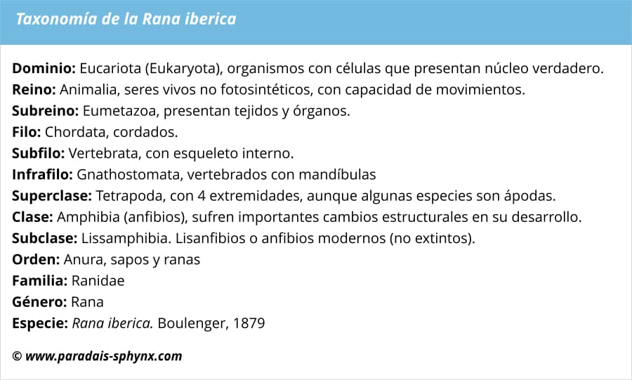 Taxonomía de la Rana iberica 