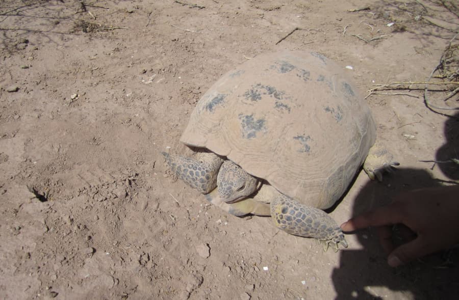 Tortuga del Bolsón, Gopherus flavomarginatus