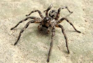Araña lobo, Lycosa tarantula, características y más información