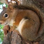 comportamiento-de-las-ardillas