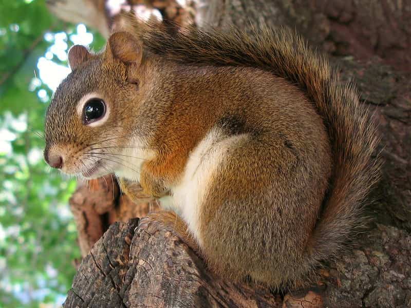 Comportamiento de las ardillas