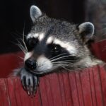 comportamiento-del-mapache