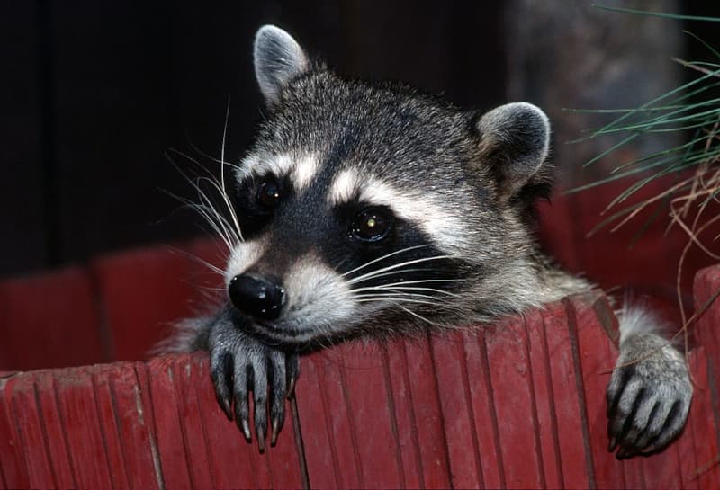 Comportamiento del mapache