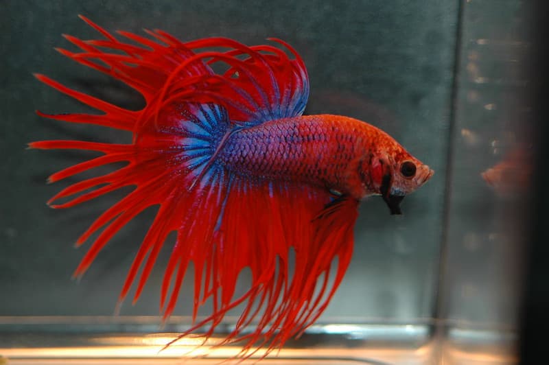 Comportamiento del pez betta, Betta splendens