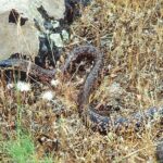 culebra ratonera, Philodryas trilineata