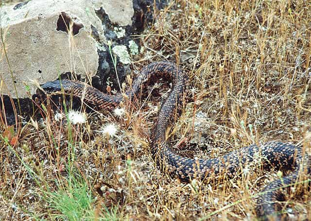 Culebra ratonera, Philodryas trilineata