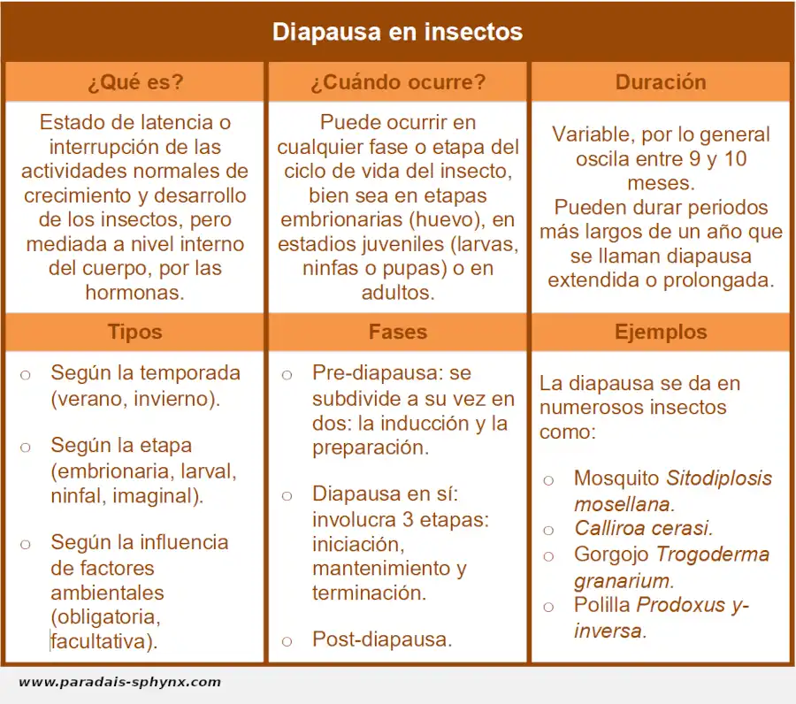 Diapausa en insectos, qué es y cuándo ocurre, ejemplos