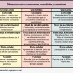 diferencias-entre-cromosomas-cromatidas-y-cromatina