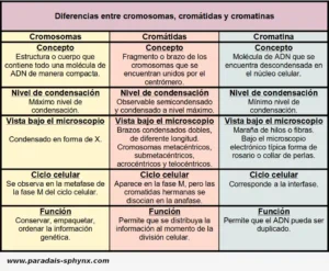 Diferencias entre cromosomas, cromátidas y cromatina
