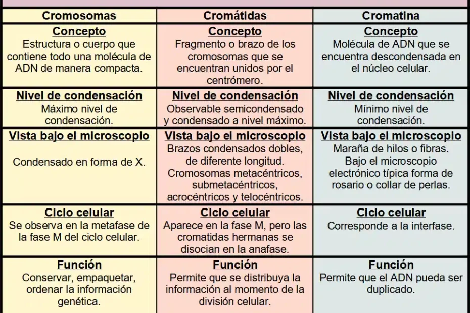 diferencias entre cromosomas cromatidas y cromatina