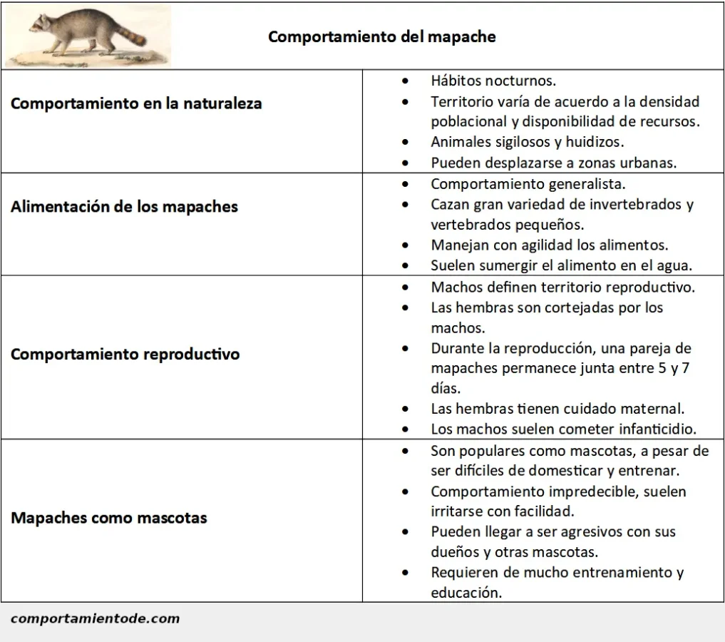 Ficha informativa de los mapaches