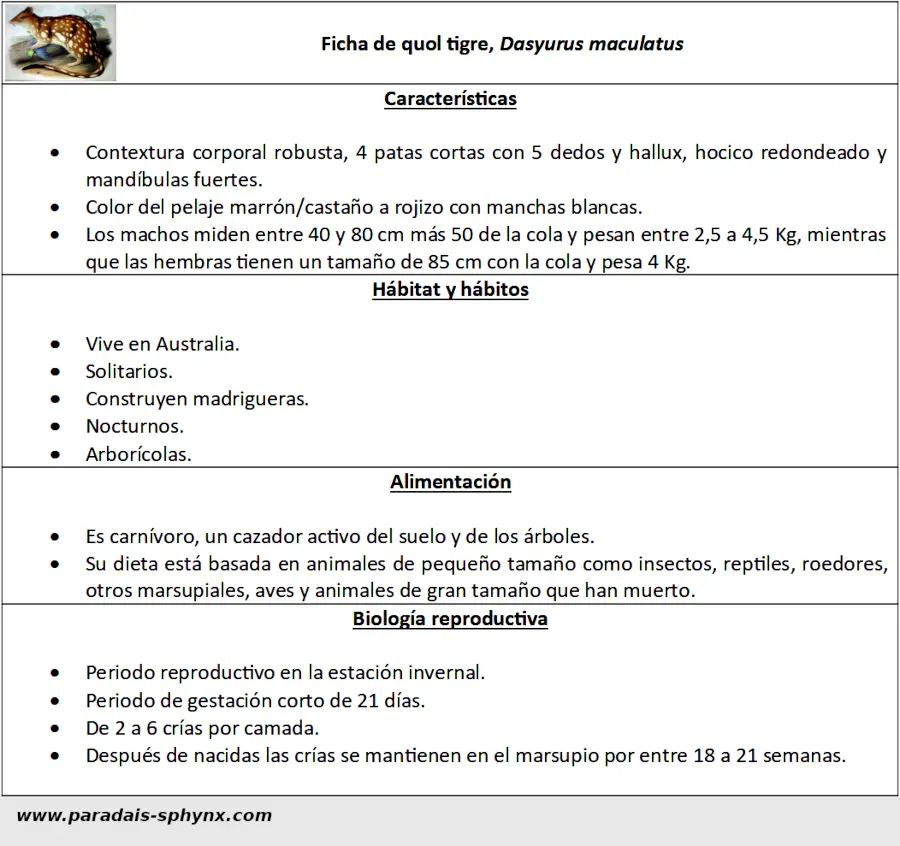 Ficha informativa de quol tigre, Dasyurus maculatus