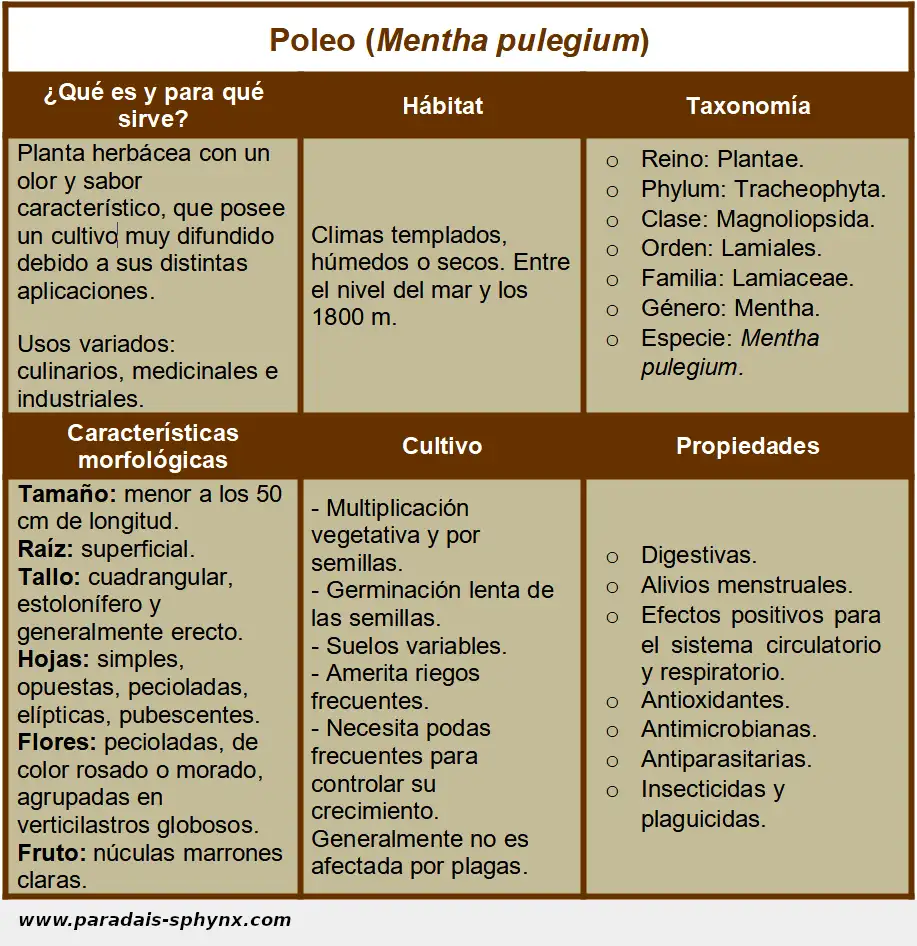 Ficha sobre el poleo, Mentha pulegium