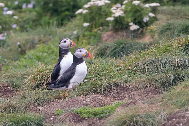 Frailecillo del Atlántico, Fratercula arctica