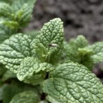 hierbabuena-mentha-spicata